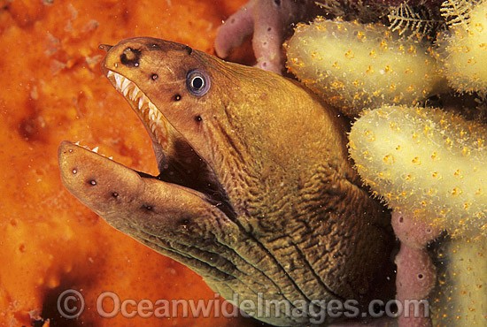Green Moray Eel in sponge photo