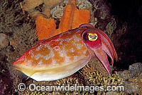 Reaper Cuttlefish Sepia mestus Photo - Gary Bell
