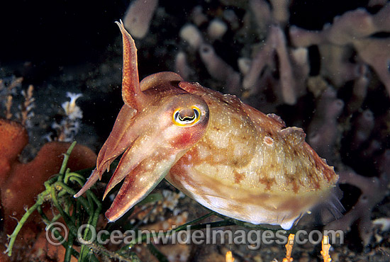 24M1611-54-reaper-cuttlefish.jpg