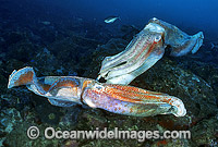 Giant Cuttlefish rivalling males Photo - Gary Bell