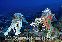 Giant Cuttlefish males Photo - Gary Bell