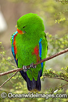 Eclectus Parrot Photo - Gary Bell