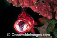 Cleaner Shrimp cleaning Coral Grouper Photo - Gary Bell