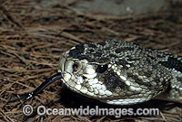 Eastern Diamondback Rattlesnake Photo - Gary Bell