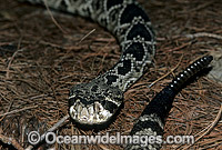 Diamondback Rattlesnake Crotalus adamanteus Photo - Gary Bell