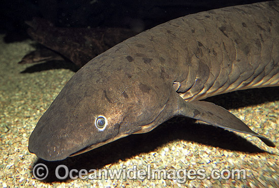Australian Lungfish Djellah photo
