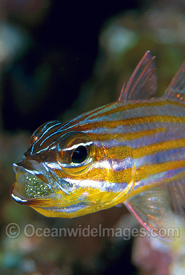 Orange-lined Cardinalfish aerating eggs in mouth photo