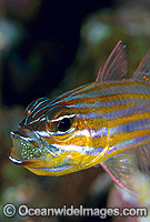 Orange-lined Cardinalfish aerating eggs in mouth Photo - Gary Bell