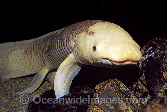 Australian Lungfish Ceratodus photo