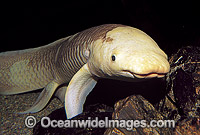 Australian Lungfish Ceratodus Photo - Gary Bell