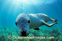 Australian Sea Lion underwater Photo - Gary Bell