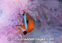Black Anemonefish Amphiprion melanopus Photo - Gary Bell