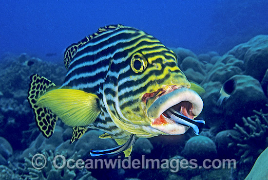 Cleaner Wrasse cleaning Oriental Sweetlips photo