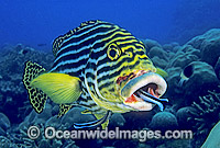 Cleaner Wrasse cleaning Oriental Sweetlips Photo - Gary Bell