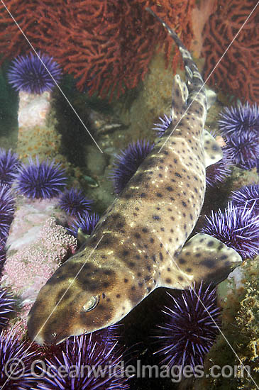 California Swell Shark Cephaloscyllium ventriosum photo