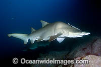 Deformed Sand Tiger Shark Carcharias taurus Photo - Andy Murch