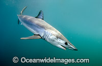 Shortfin Mako Mackeral Shark Photo - Andy Murch