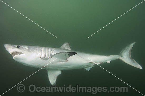 Porbeagle Shark Lamna nasus photo