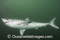 Porbeagle Shark Lamna nasus Photo - Andy Murch