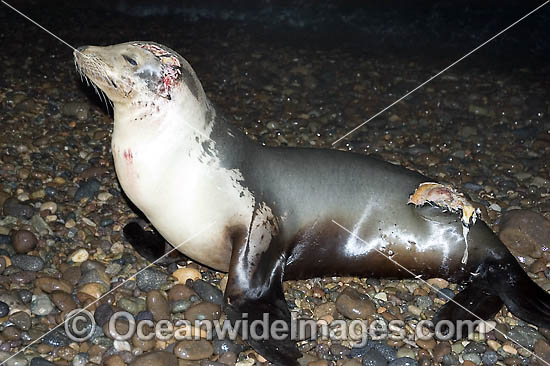 California Sea Lion wounds shark attack photo