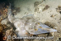 Eastern Shovelnose Ray Photo - Andy Murch
