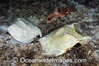 Egg cases of Big Skate Photo - Andy Murch