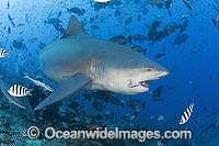 Bull Shark Carcharhinus leucas Photo - Michael Patrick O'Neill