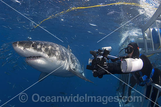 Divers in Shark Cage photo