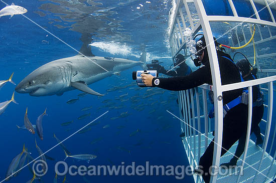 Scuba Divers in Shark Cage photo