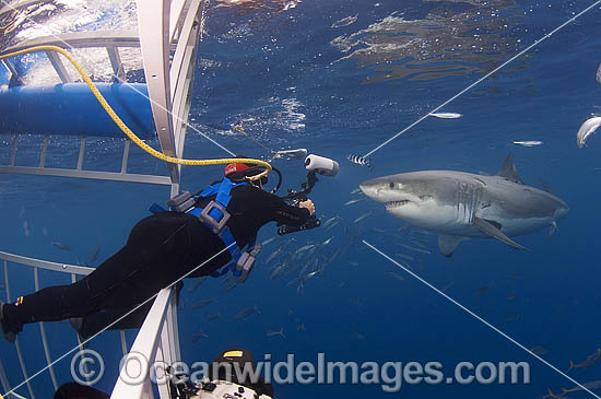 Divers in Shark Cage photo