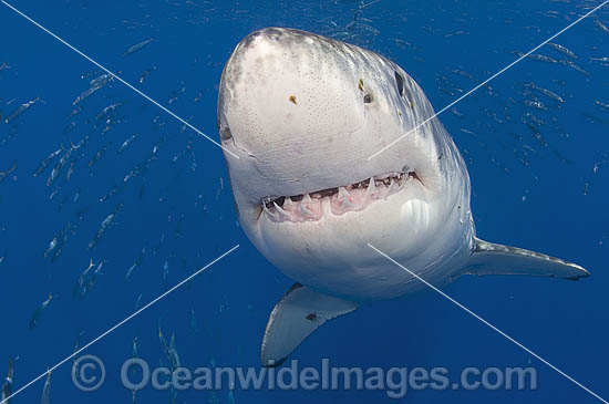 Great White Shark underwater photo