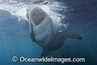 Great White Shark Carcharodon carcharias Photo - MIchael Patrick O'Neill