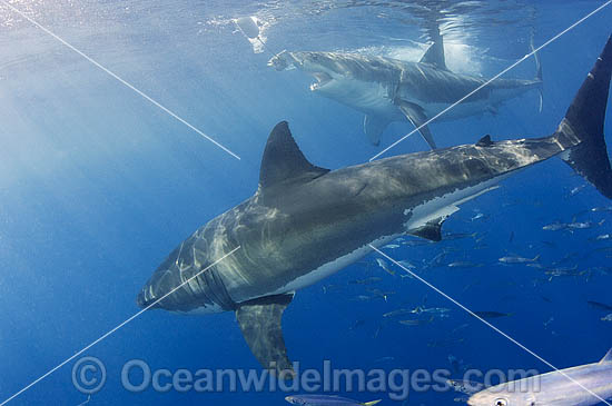 Great White Shark White Death photo