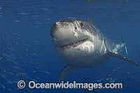 Great White Shark Carcharodon carcharias Photo - MIchael Patrick O'Neill
