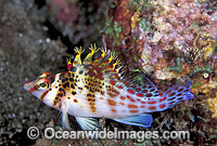 Coral Hawkfish Cirrhitichthys falco Photo - Gary Bell