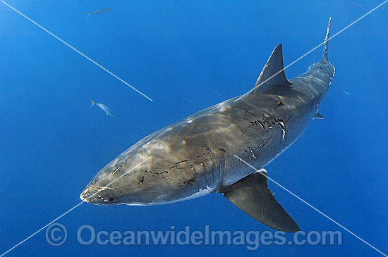 Great White Shark courtship bite marks photo