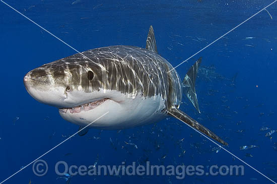 Great White Shark White Death photo