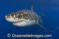 Great White Shark White Death Photo - MIchael Patrick O'Neill