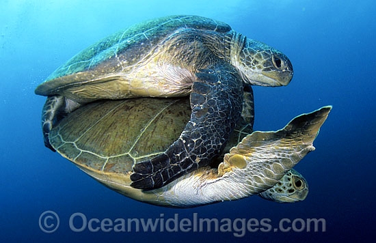 Green Sea Turtles mating photo