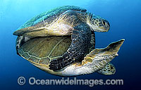 Green Sea Turtles mating Photo - Michael Patrick O'Neill