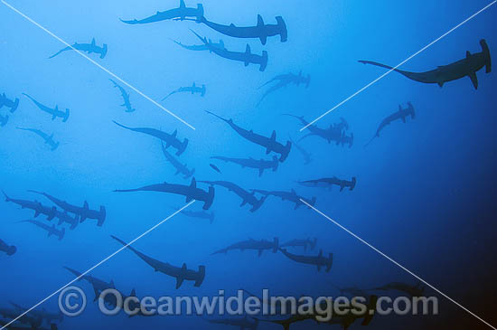 Schooling Scalloped Hammerhead Sharks photo