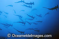 Schooling Scalloped Hammerhead Sharks Photo - Michael Patrick O'Neill