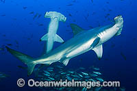 Scalloped Hammerhead Shark Photo - Michael Patrick O'Neill