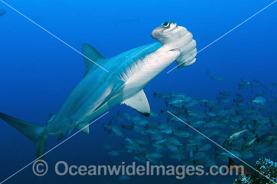 Scalloped Hammerhead Sharks photo
