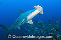 Scalloped Hammerhead Sharks Photo - Michael Patrick O'Neill