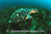 Hawksbill Sea Turtle with barnacles Photo - Michael Patrick O'Neill