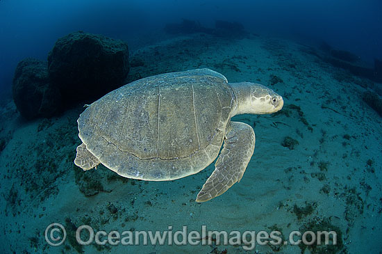 Kemp's Ridley Sea Turtle Lepidochelys kempii photo