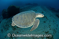 Kemp's Ridley Sea Turtle Lepidochelys kempii Photo - Michael Patrick O'Neill