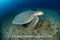 Kemp's Ridley Turtle Photo - Michael Patrick O'Neill
