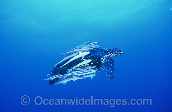 Leatherback Sea Turtle Dermochelys coriacea photo
